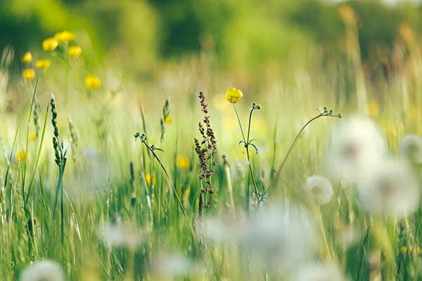 wildflowers-img1 Wildflowers img1